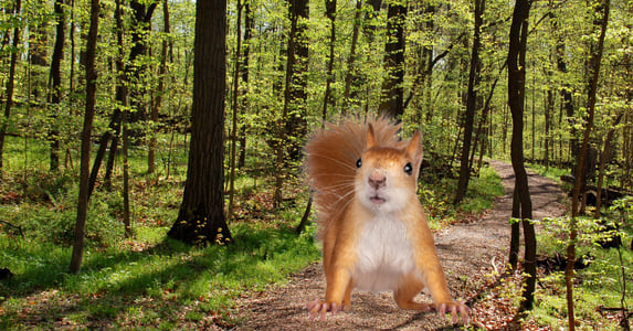 A gigantic squirrel sitting in the woods.