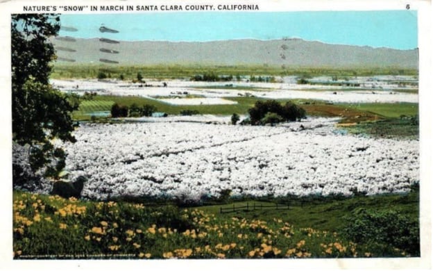 Natures_Snow_Santa_Clara_County_California