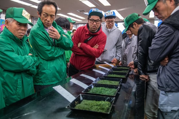 A group of people, some wearing green caps and jackets, examine trays of green tea leaves at an auction.