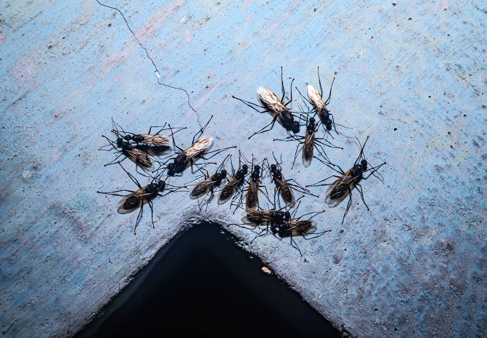 Winged carpenter ants