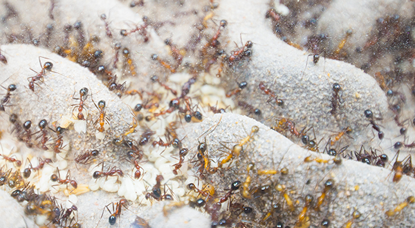 The pop singer who built a million-dollar ant empire