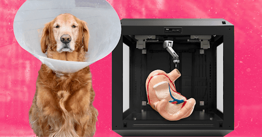 A golden retriever wearing a cone around its neck next to a square 3D printer with a model of a kidney inside.