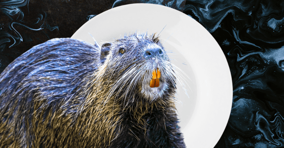 A nutria in front of a white dinner plate.