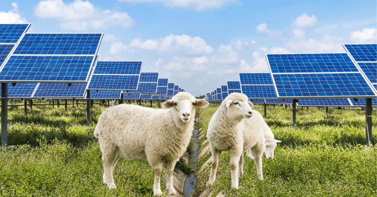 Solar sheep are grazing big bucks 