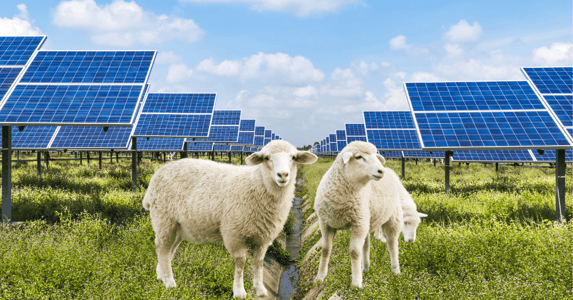 Two sheep stand in a field full of solar panels.